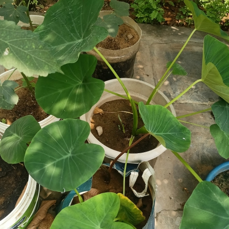 org foodie gardener ranga