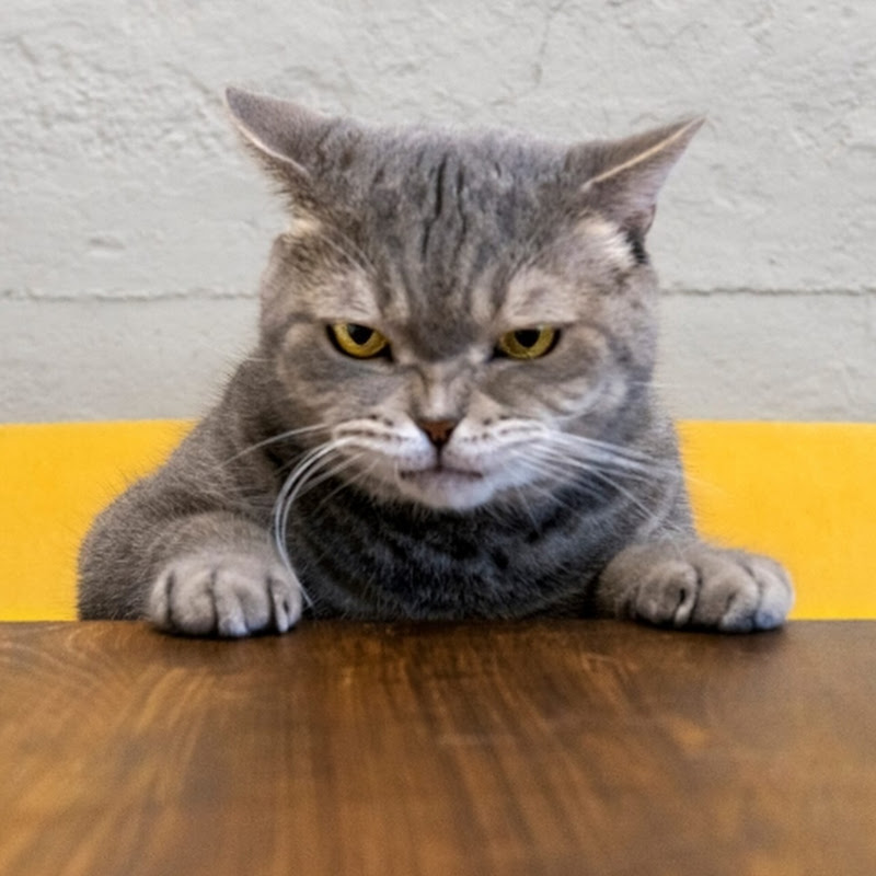 Almost had a heart attack #cat #cats #kitten #kittens @skylerbeachh