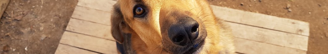 DogLive the life of 5 beautiful dogs YouTube 频道头像