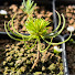 pdYx9JdK6Bg-channel-avatar-Amir’s Bonsai