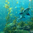 D1w_90GPnMc-channel-avatar-•Sea•