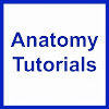 AnatomyTutorials