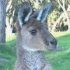 RooGully