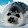 Tundra Seal