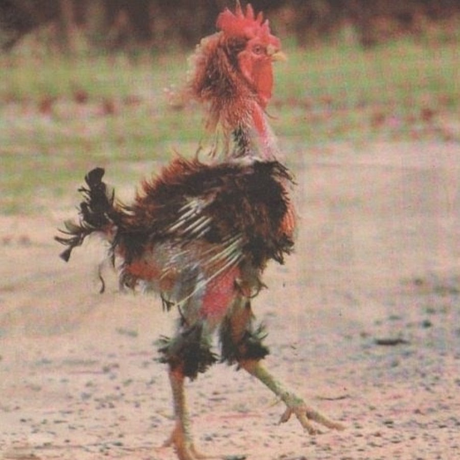 Image result for beat up rooster pic