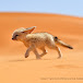 desert fox