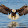 Jayden eagle