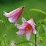 GhA_Vn_7b_0-channel-avatar-momoの花鳥チャンネル