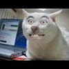 CatGutter