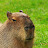 MrCapybara