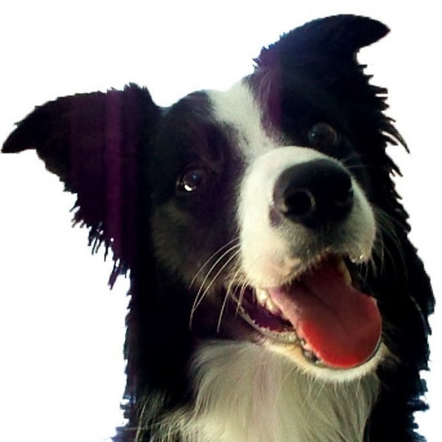 NanaBorderCollie - YouTube