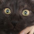 gweow