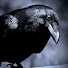 Raven 1110