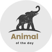 Animal Of The Day