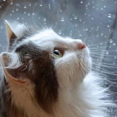 眠りの雨の交響曲アイコン画像