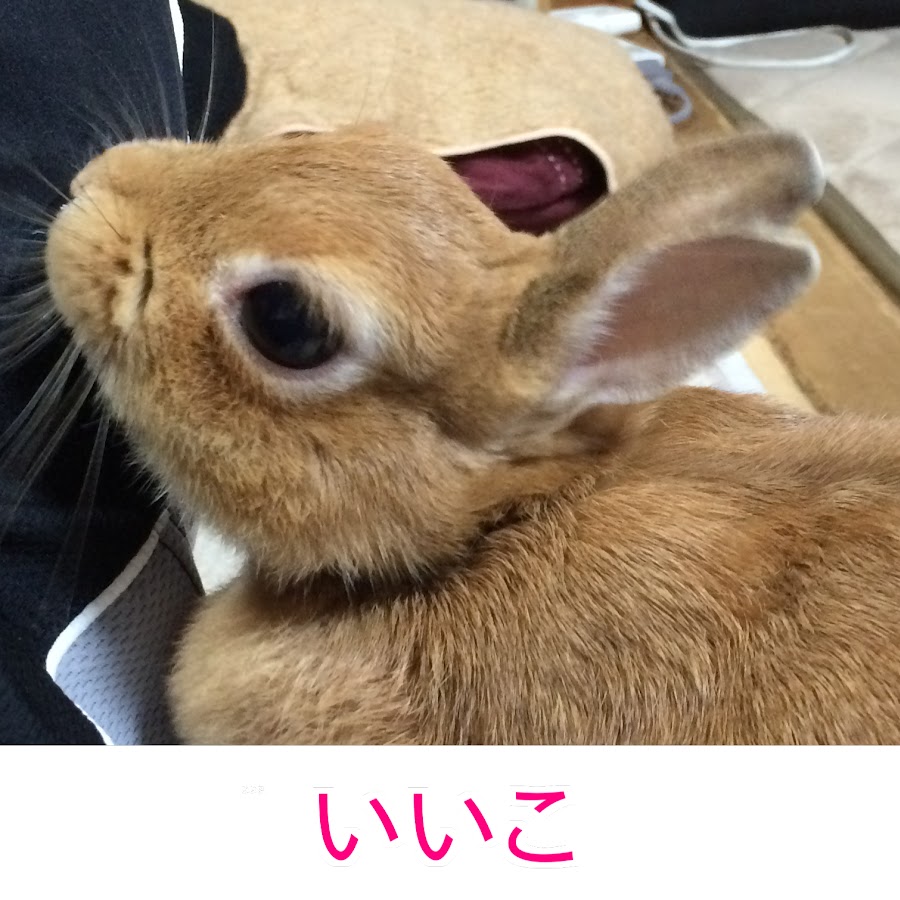 Rabbit channel YouTube