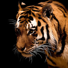 Panthera Tigrisi