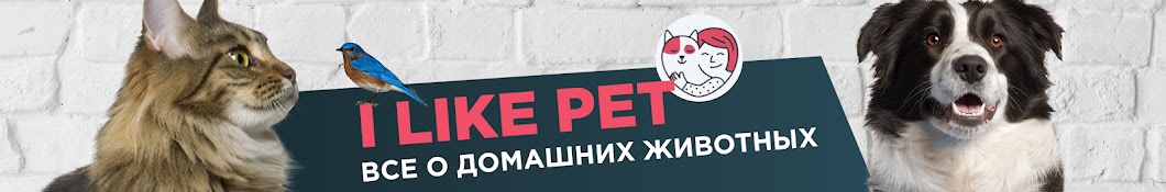 iLike Pet Awatar kanału YouTube