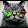 wildcat98 cat
