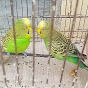 Budgies Parakeets logo