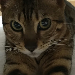 ダイ ダイ