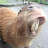 @Capybaravideos-n9y