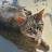 @fruitfulprudence's avatar
