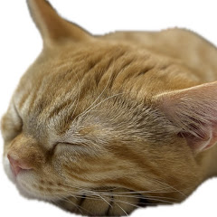 ちゃちゃ丸と一緒。アイコン画像