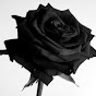 Black Rose Music