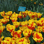 TulipGarden5