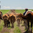 w8cB8ksdYVM-channel-avatar-Rural Sul Brasil