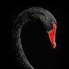 Birdieupon