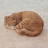 @mmangocat