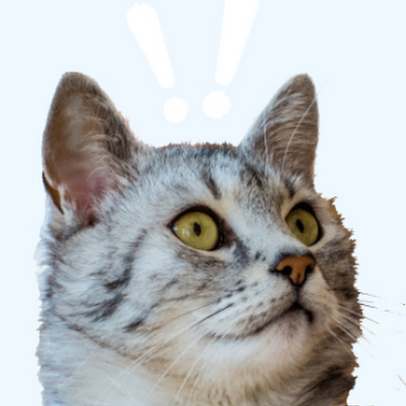 JoJoCat Movie