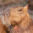 @Capybaraofexcellence