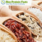 rice protein powder walmart