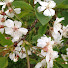 Lolita Flower