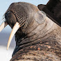 The Classy Walrus