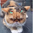 Полина Котова