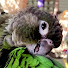 8PJu19pBnWE-channel-avatar-MyParrots
