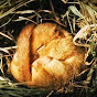 Snoring Dormouse