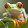 Mr. Tree Frog