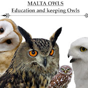 Malta owls 