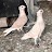 @Shaan_e_awadh_pigeons