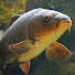 Carp Hunters Channel