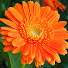 Calendula Green