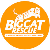 Big Cat Rescue