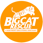 Big Cat Rescue