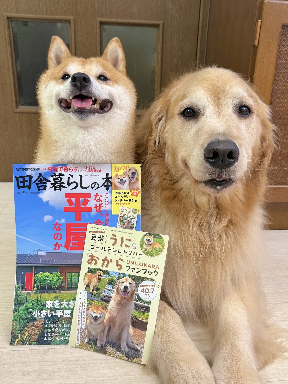 おからちゃん Mame shiba UNI＆Golden retriever OKARA - YouTube