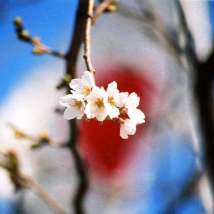 おもてなし日本ch Net Worth & Earnings (2026)